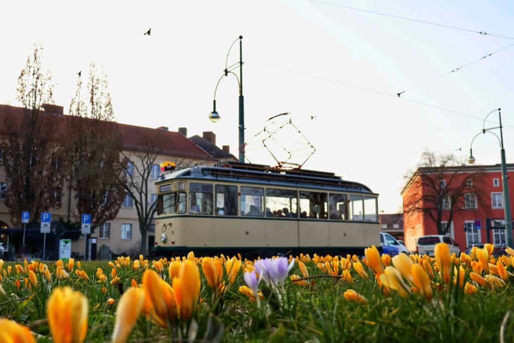 historische Straßenbahn TW 28 vor dem Hauptbahnhof Dessau mit gelben Krokussen im Vordergrund